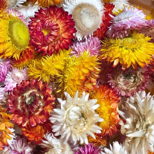 Dried Strawflower Blooms in Mix Colors