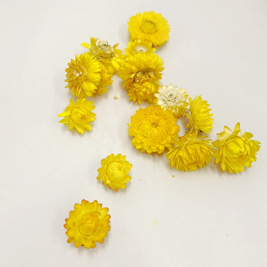 Dried Strawflower Blooms in Sunny Yellow