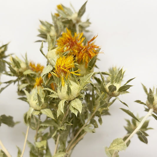 Dried Yellow Safflower Bouquet