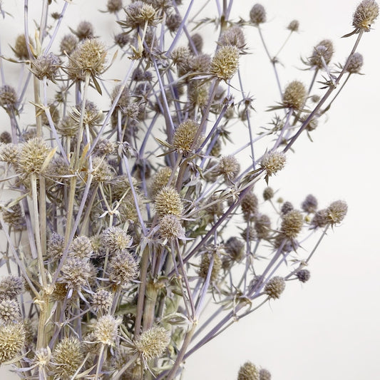 Dried Bluish Grey Eryngium Sea Holly Bouquet