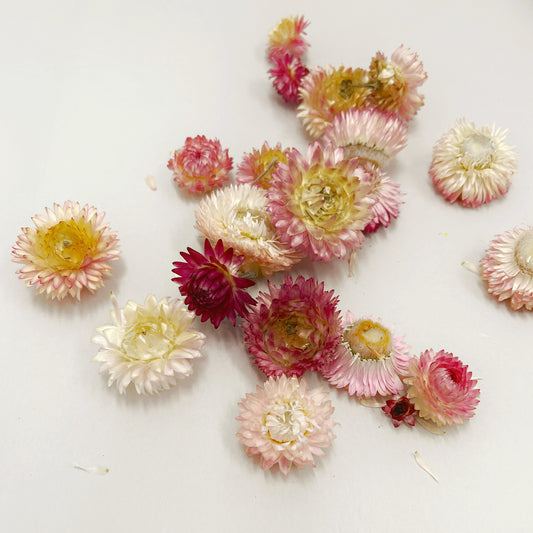 Dried Strawflower Blooms in Pretty Pinks