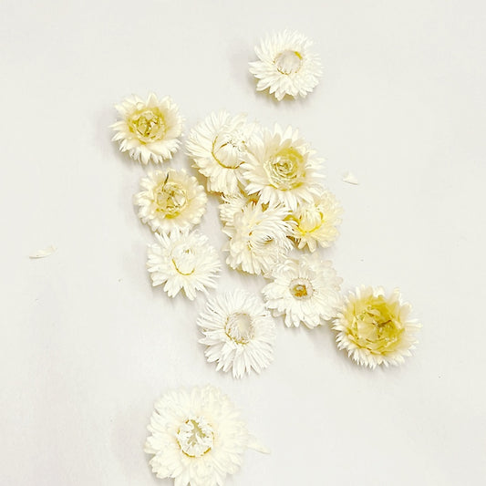 Dried Strawflower Blooms in Ivory White