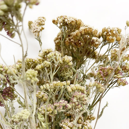 Dried Dusty Yarrow Bouquet